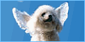 Visit Psychic Access Now!